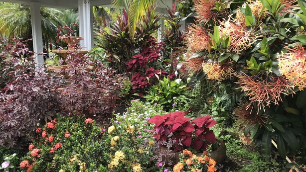 A lush garden with a variety of plants and flowers.