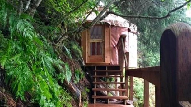 A wooden deck leading to a treehouse with a simple wooden structure and a small window, surrounded by dense green foliage.