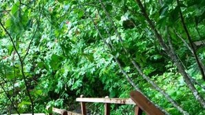 A wooden staircase leading up through a forested area.