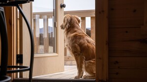 A golden retriever standing at a wooden door with a glass panel, overlooking a deck.