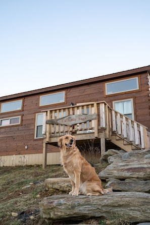 A dog sitting on a rock in front of a wooden building with a sign that reads "Eik Knoll Nopk".