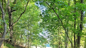 A dog walking on a dirt path in a wooded area.