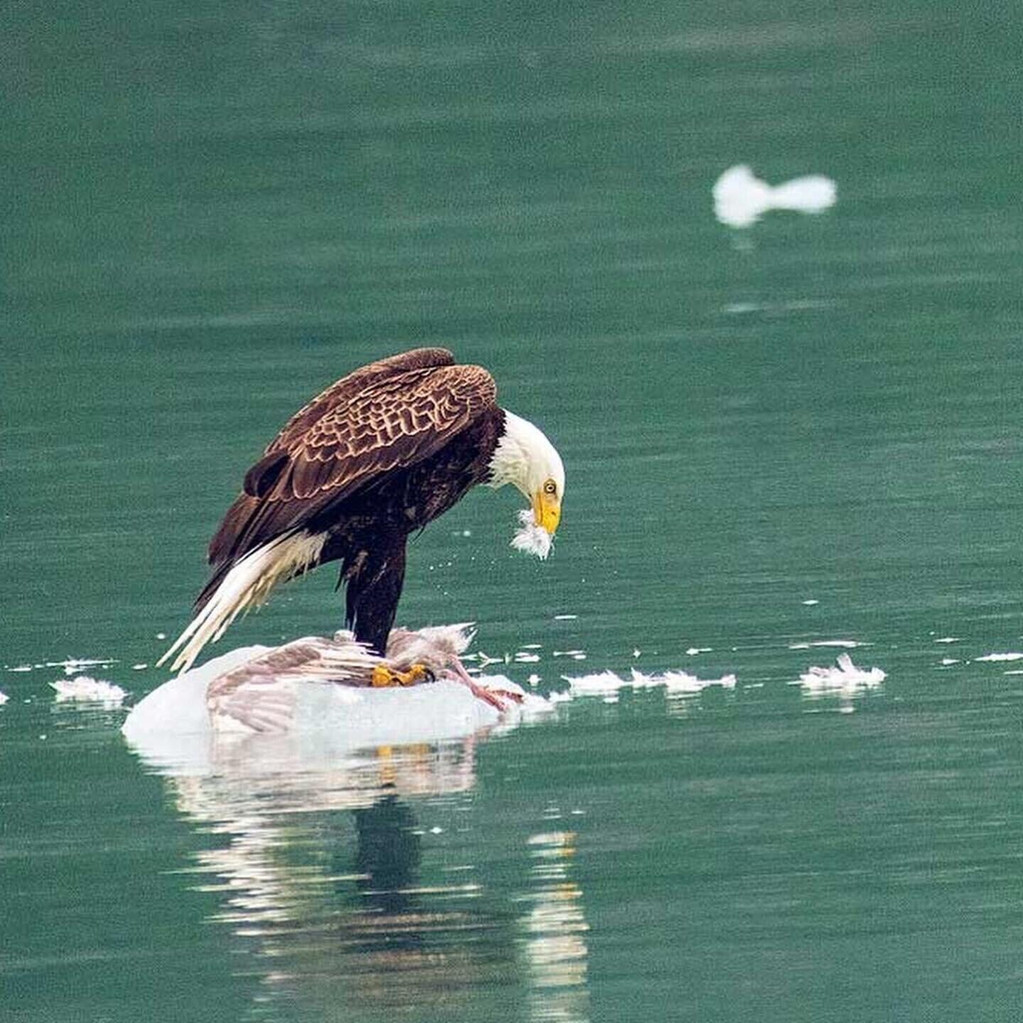 A bald eagle perched on a floating object in water.