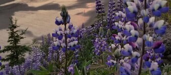 Beach/Kenai Center 5 minutes