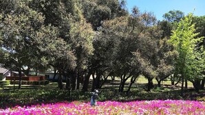 A garden with pink flowers and trees. - Secluded wine country retreat,  full kitchen (Arroyo Grande)