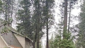 Eine rustikale Holzhütte mit Veranda, umgeben von hohen Kiefern.