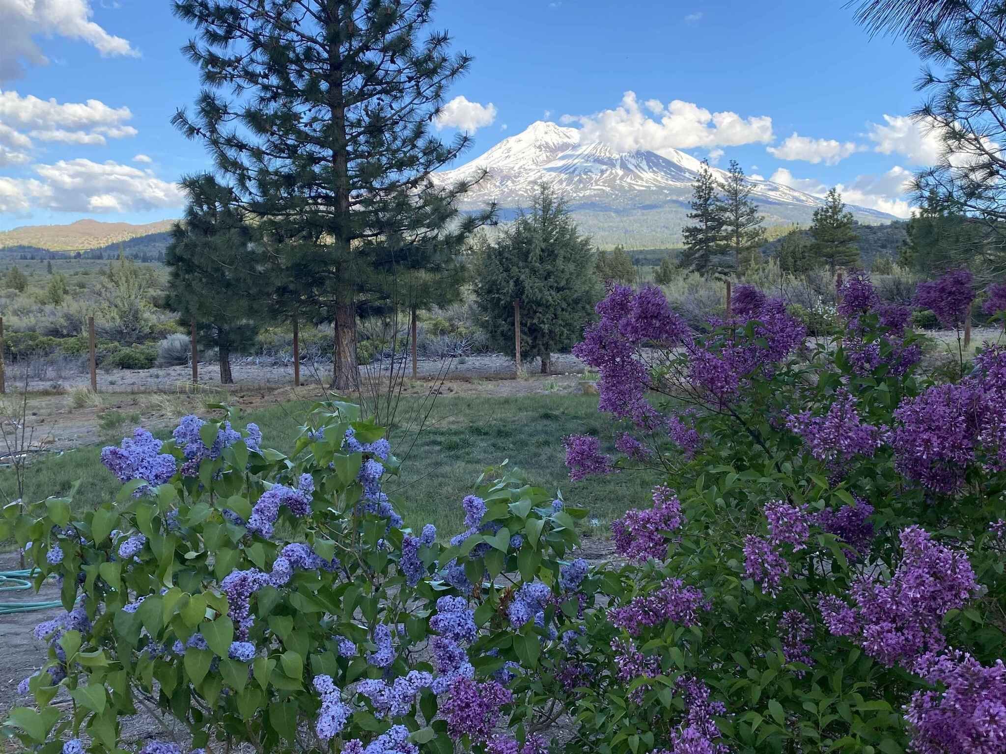 Base of Mt. Shasta Serenity Wonderland 