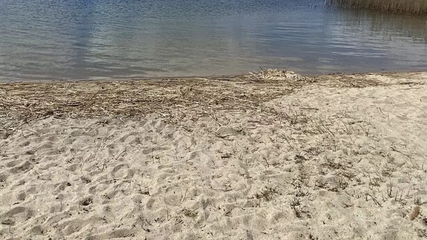 A sandy beach with a calm lake and reeds in the distance.