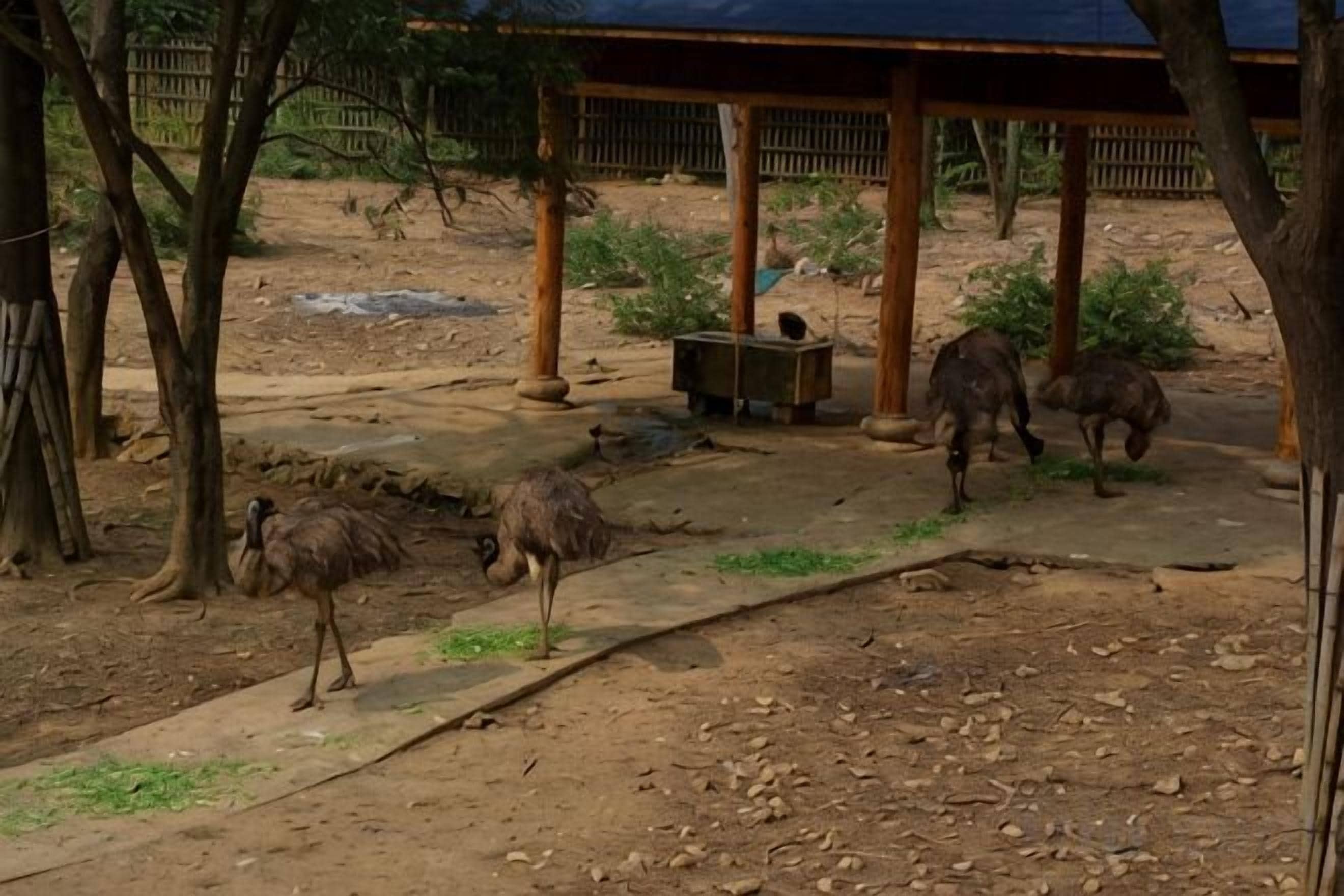 A covered outdoor area with a dirt ground, trees, and a structure with columns.