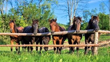 A group of horses behind a wooden fence in a grassy field with trees in the background.