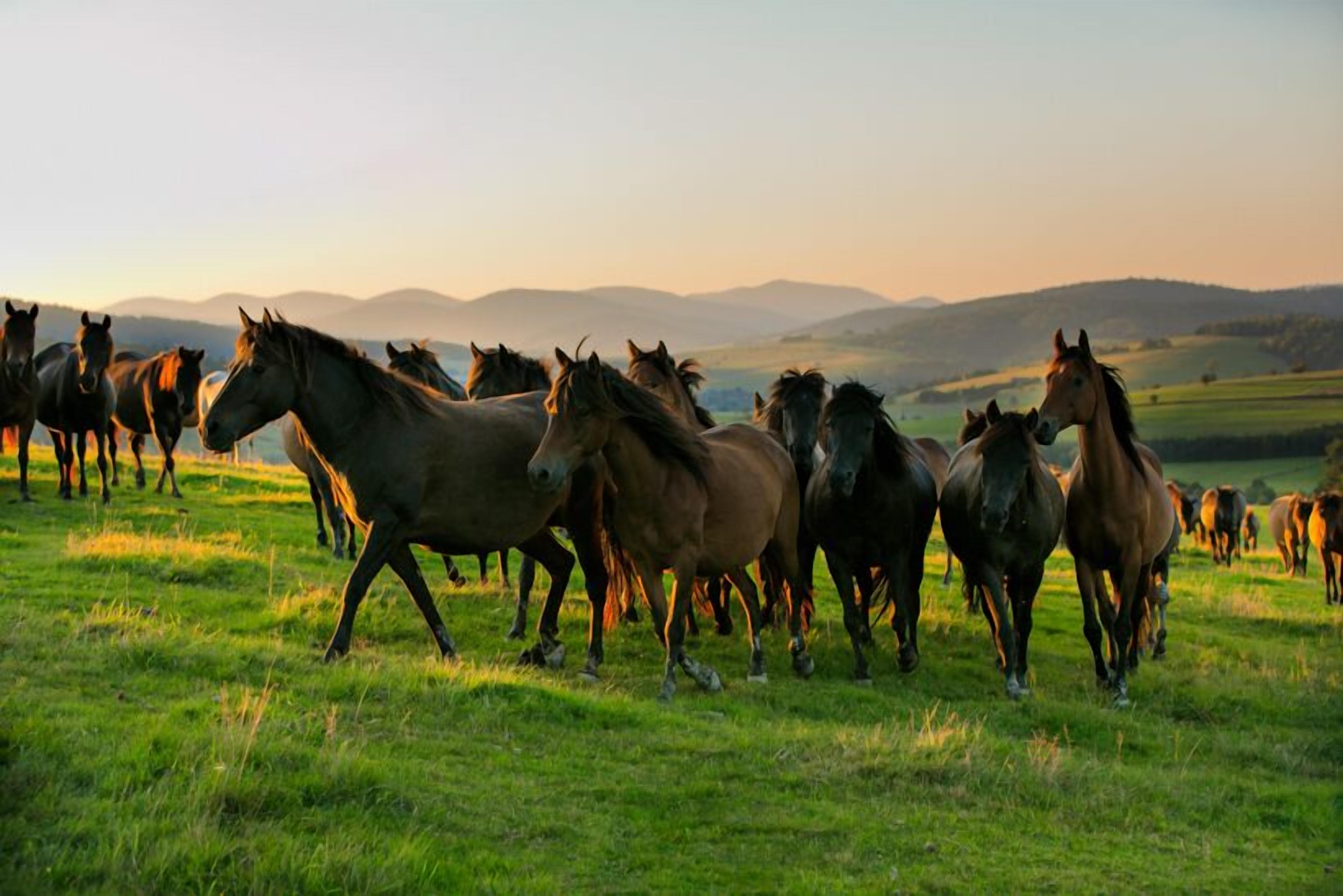 A herd of horses running across a grassy field with a mountainous backdrop.