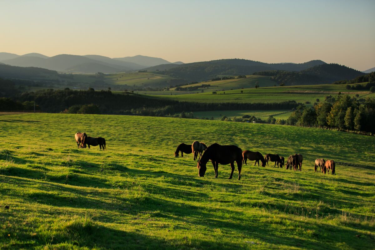 A wide, open field with horses grazing.