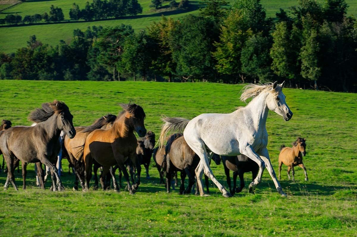 A group of horses running across a grassy field with a forest in the background.