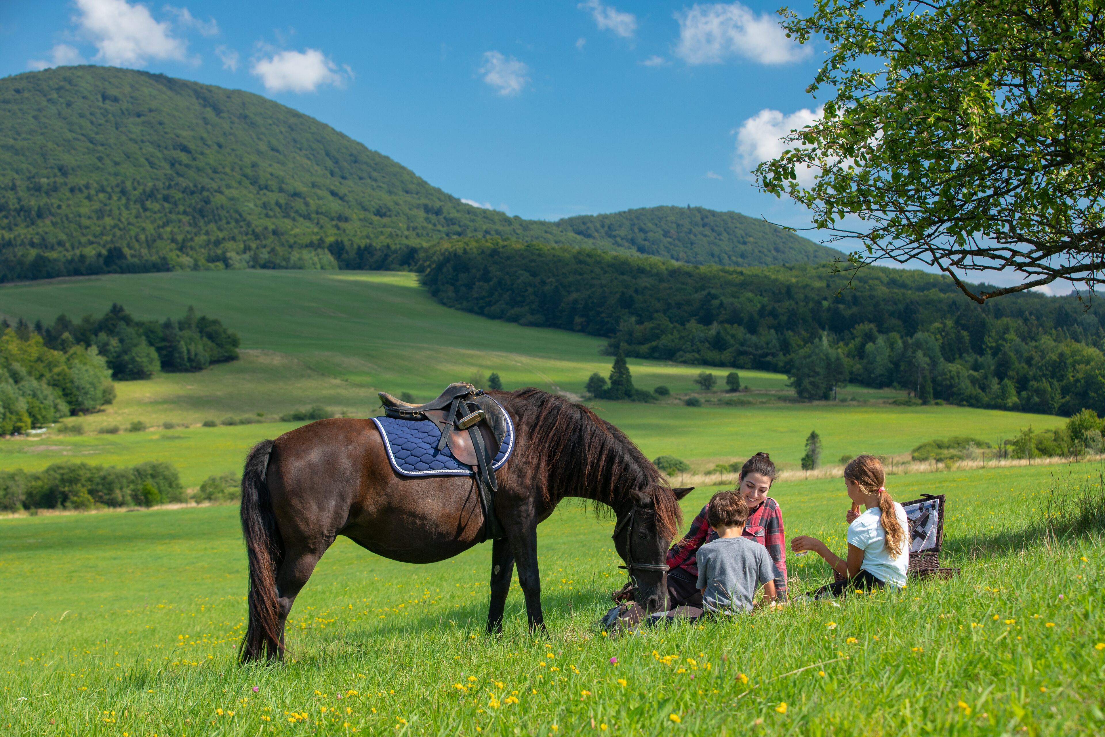 Un caballo con arnés en un campo de hierba, con gente sentada sobre el césped.