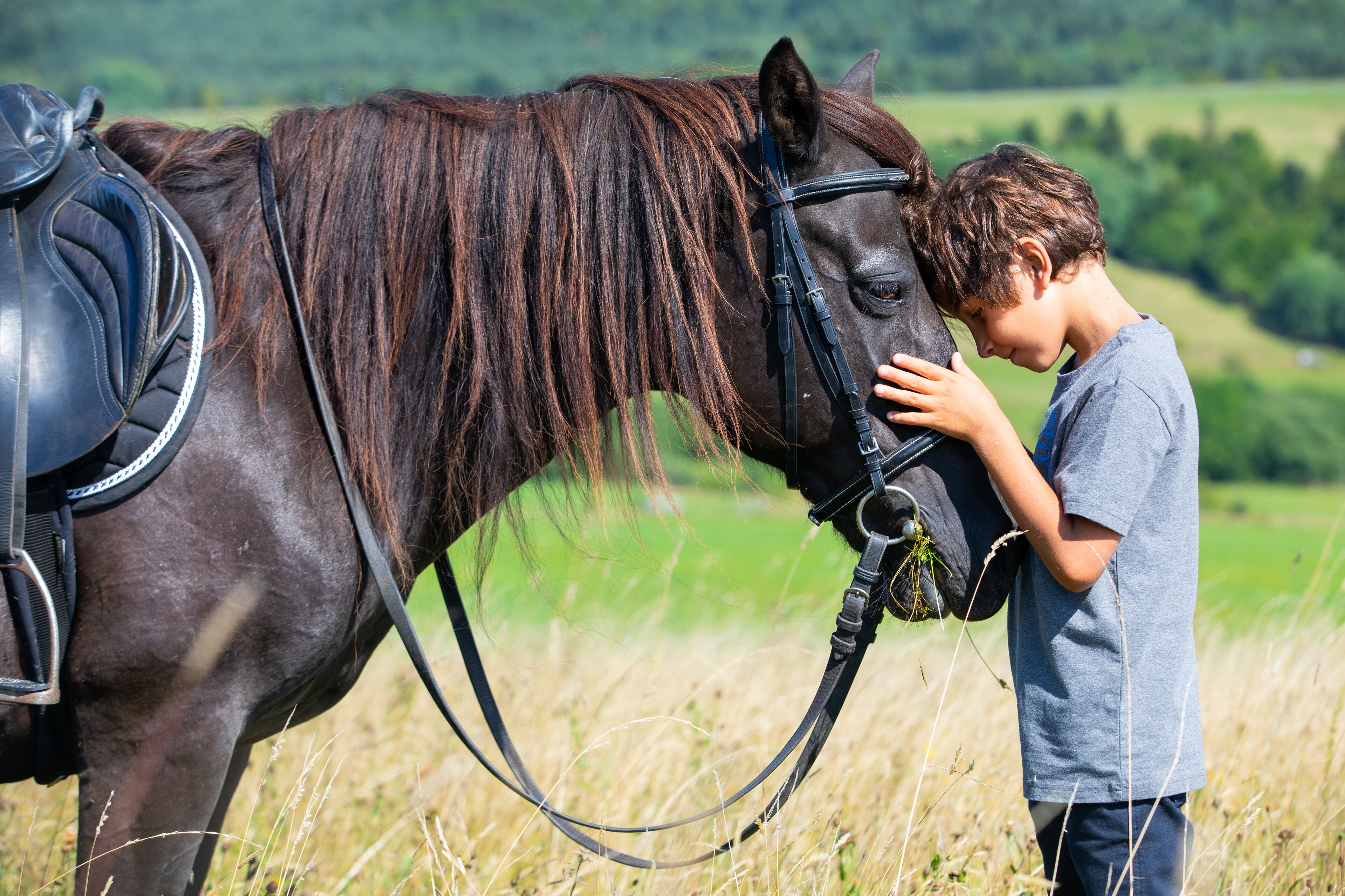 A person interacting with a horse in a grassy field.