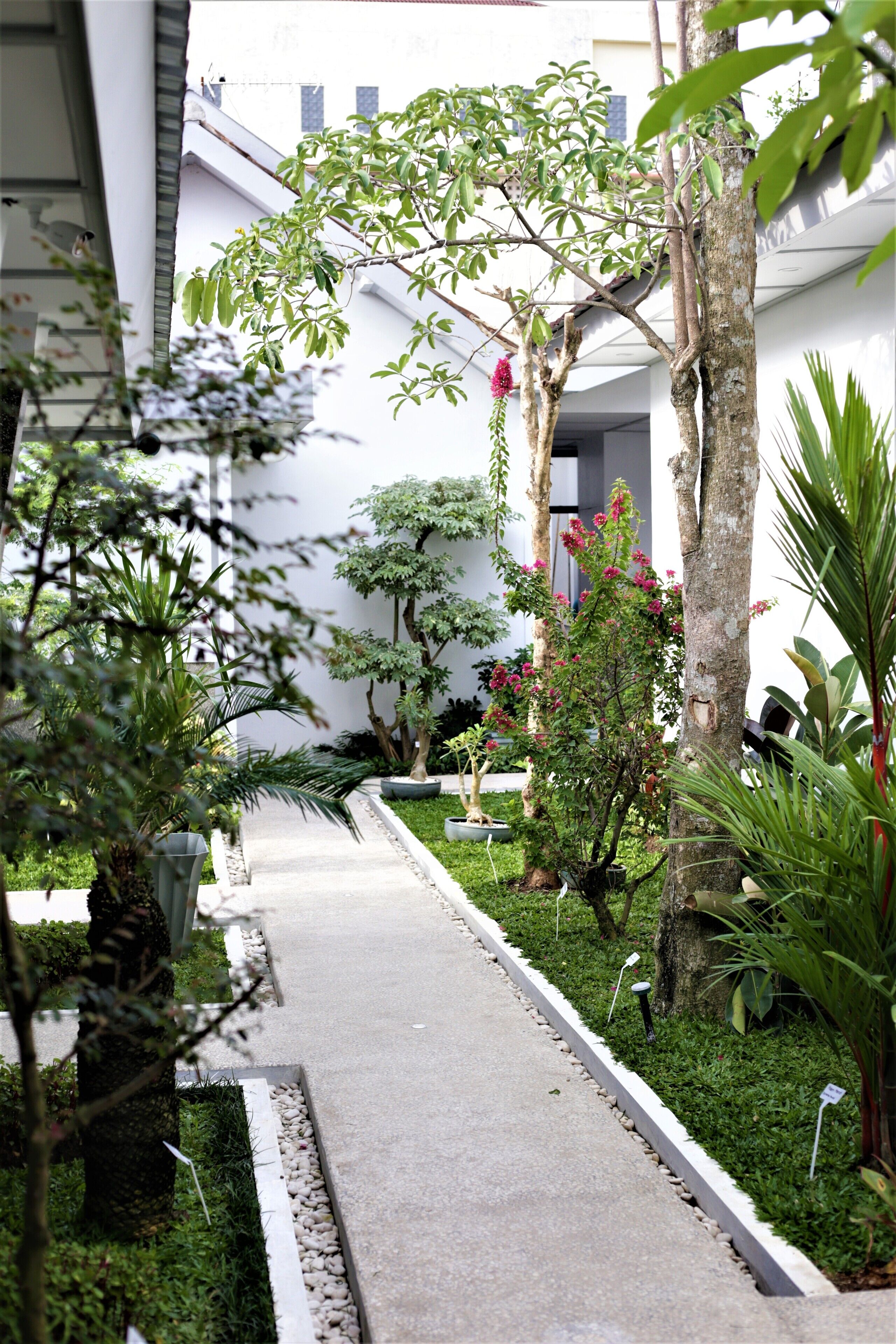 A pathway flanked by various potted plants and trees, leading to a building entrance.