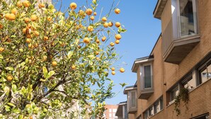 Un arbre chargé d’oranges mûres, situé dans un environnement urbain, avec des immeubles d’habitation en arrière-plan.