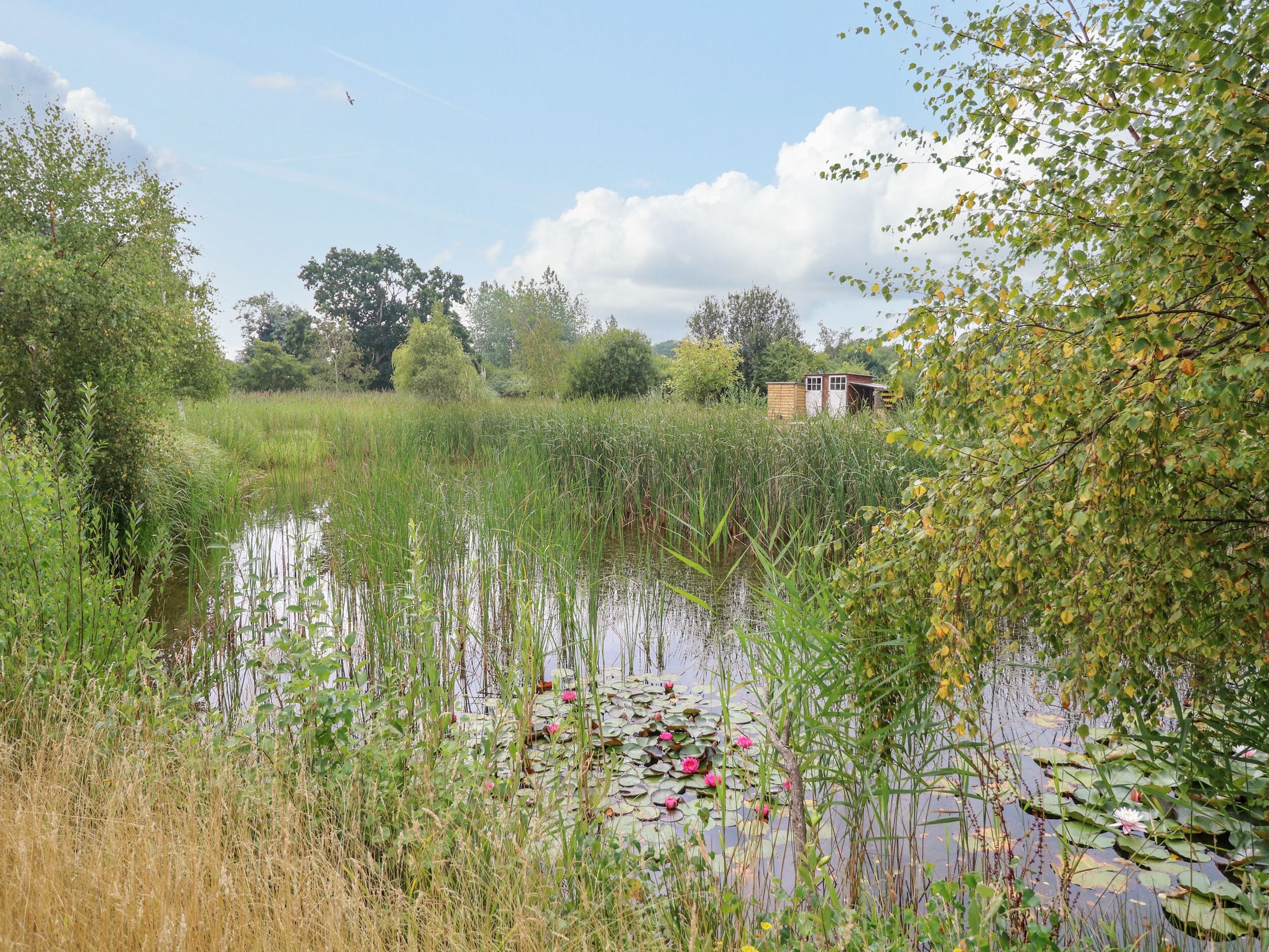 Een vredig vijvertje omringd door weelderige begroeiing en een klein houten gebouwtje op de achtergrond.