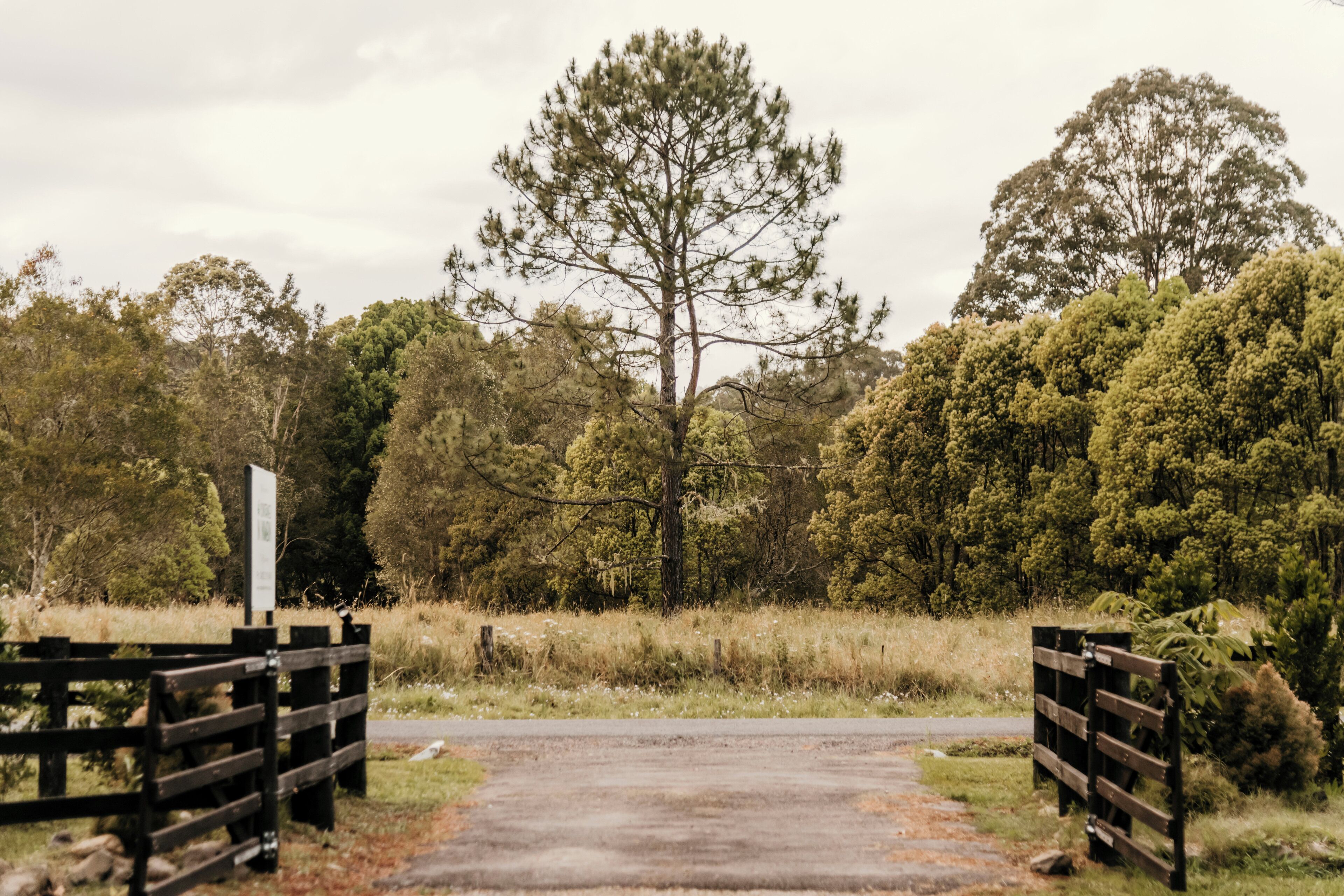A rural pathway leading to a gate surrounded by dense trees and greenery.