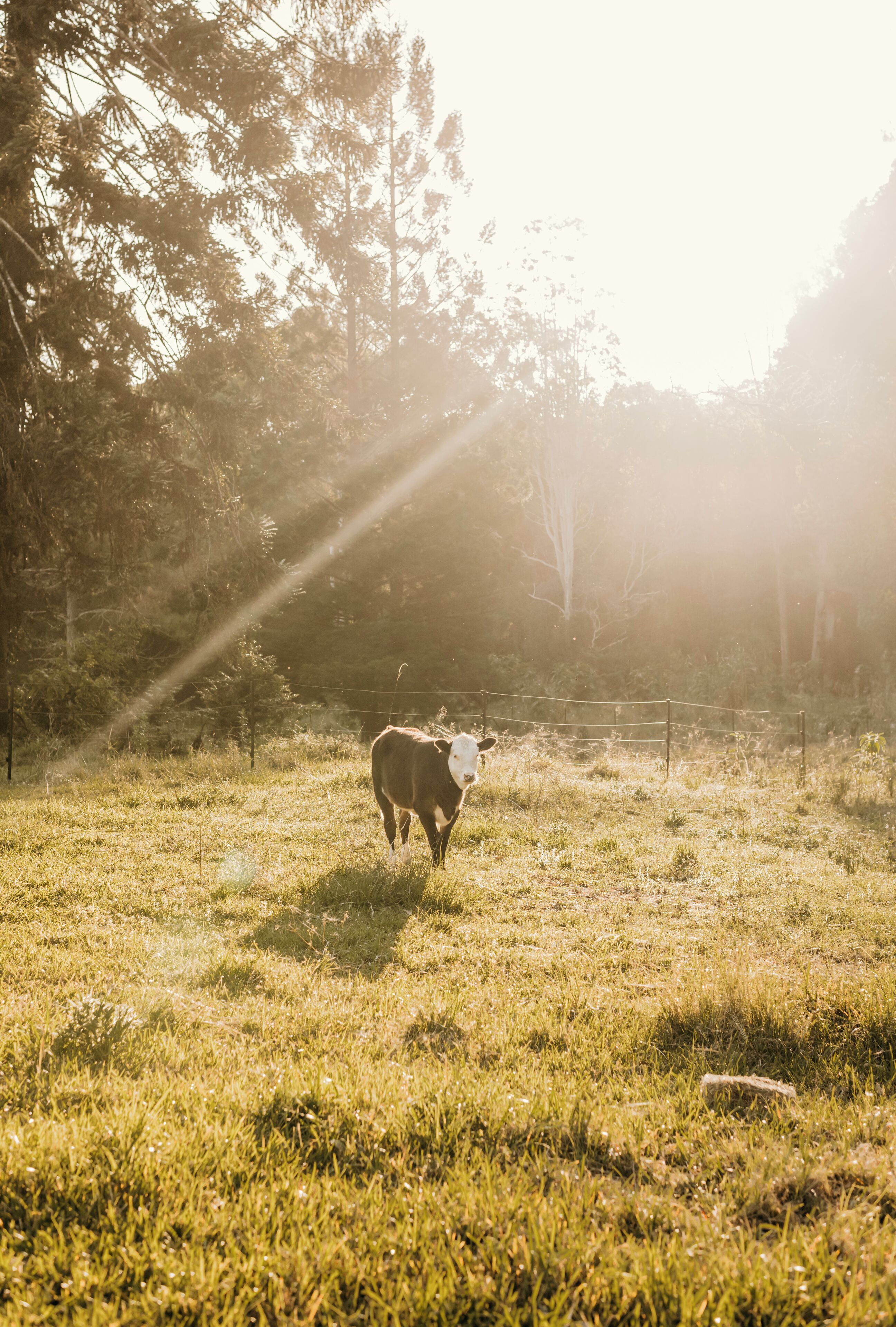 Una vaca de pie en un campo cubierto de hierba, con árboles al fondo.