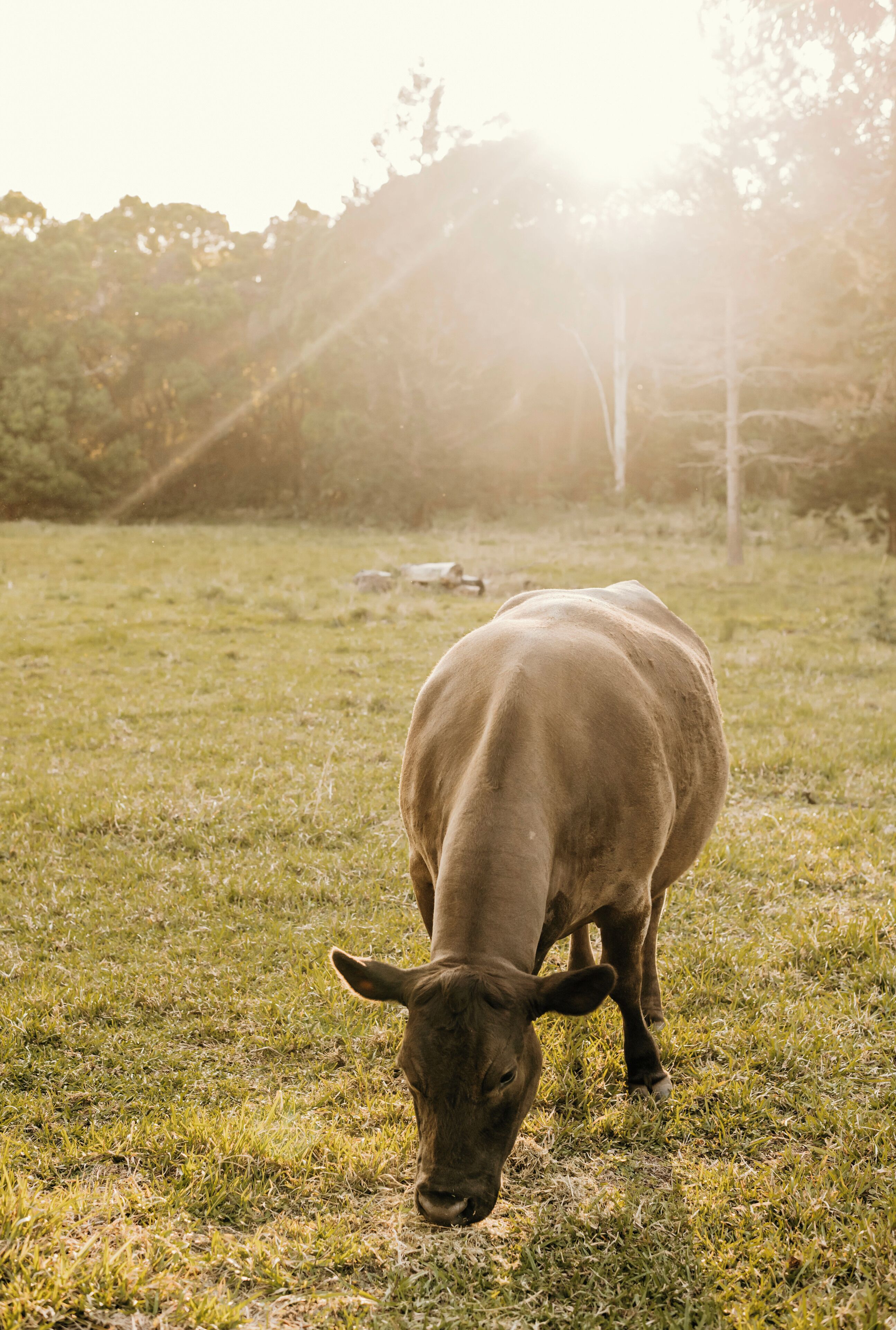 Una vaca pastando en un campo cubierto de hierba, con árboles al fondo.