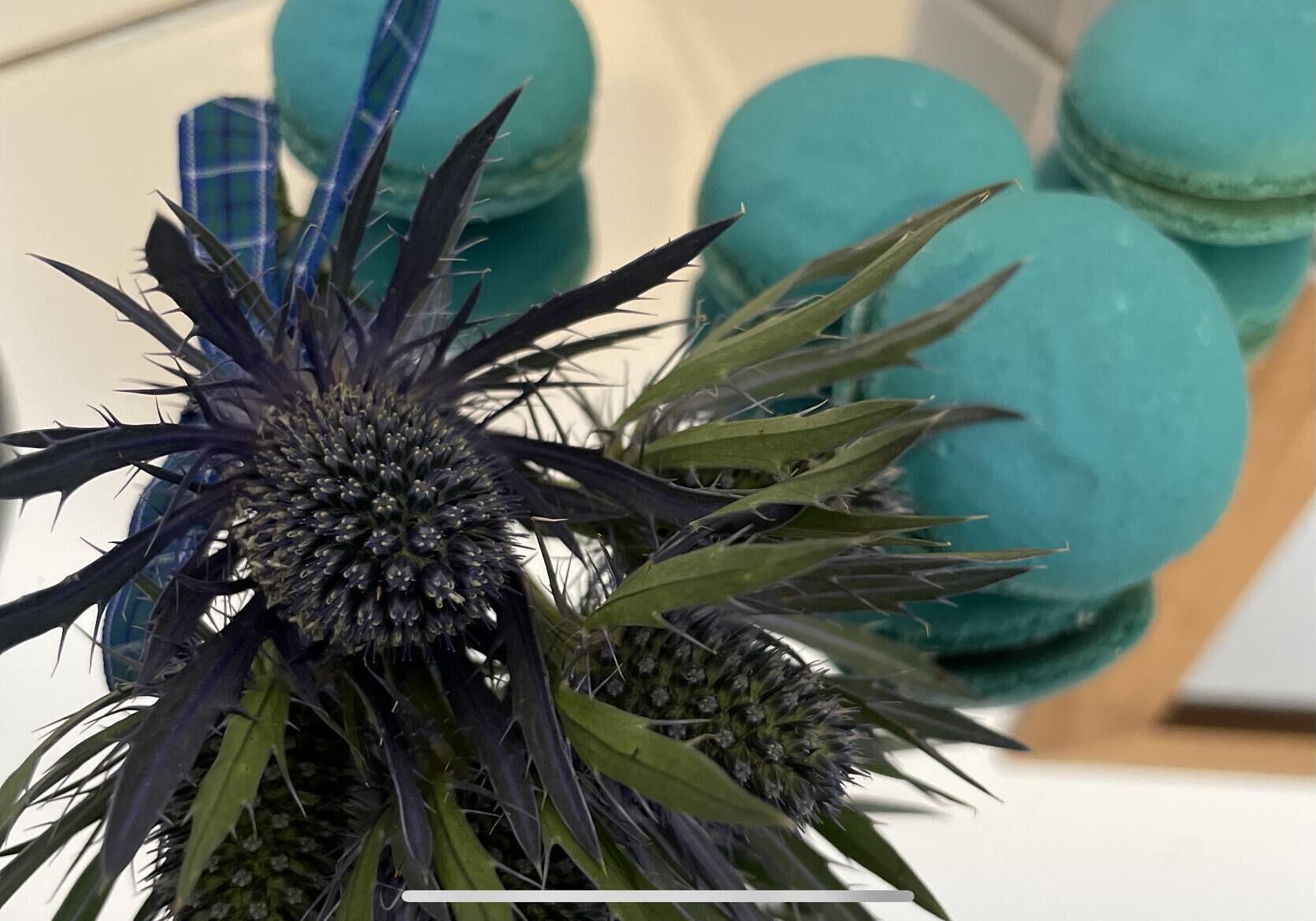 A cactus plant with spiky leaves and a central cluster of flowers, placed on a surface with teal-colored objects in the background.
