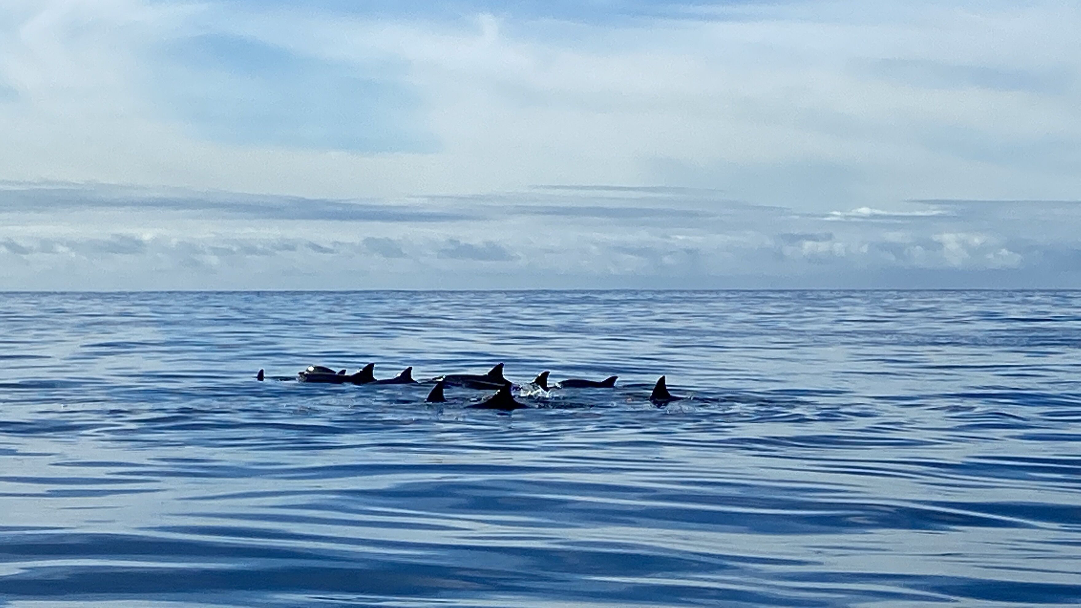 A group of dolphins swimming in the ocean.