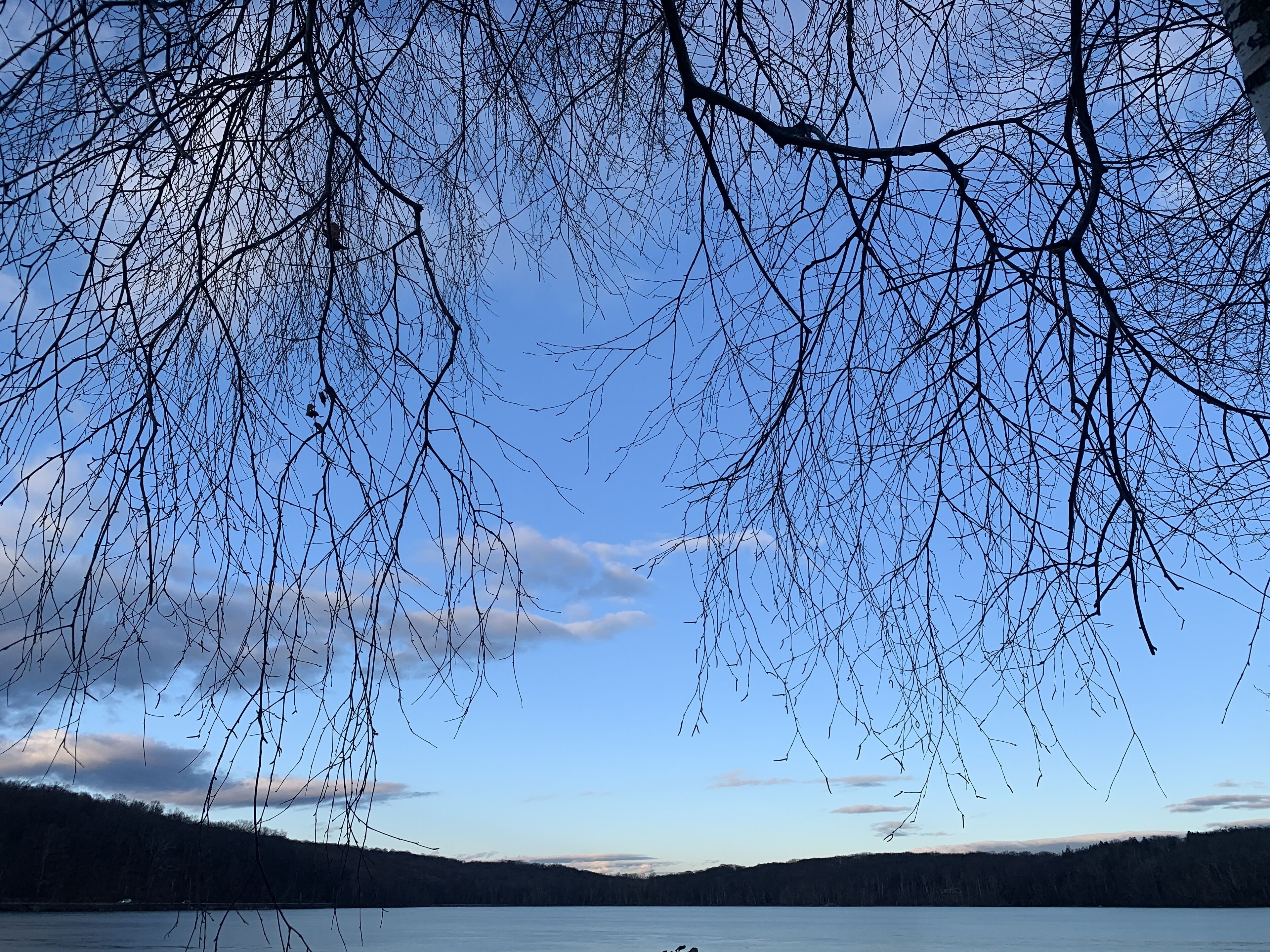 Vista de un lago con ramas desnudas de árboles y una colina boscosa al fondo.