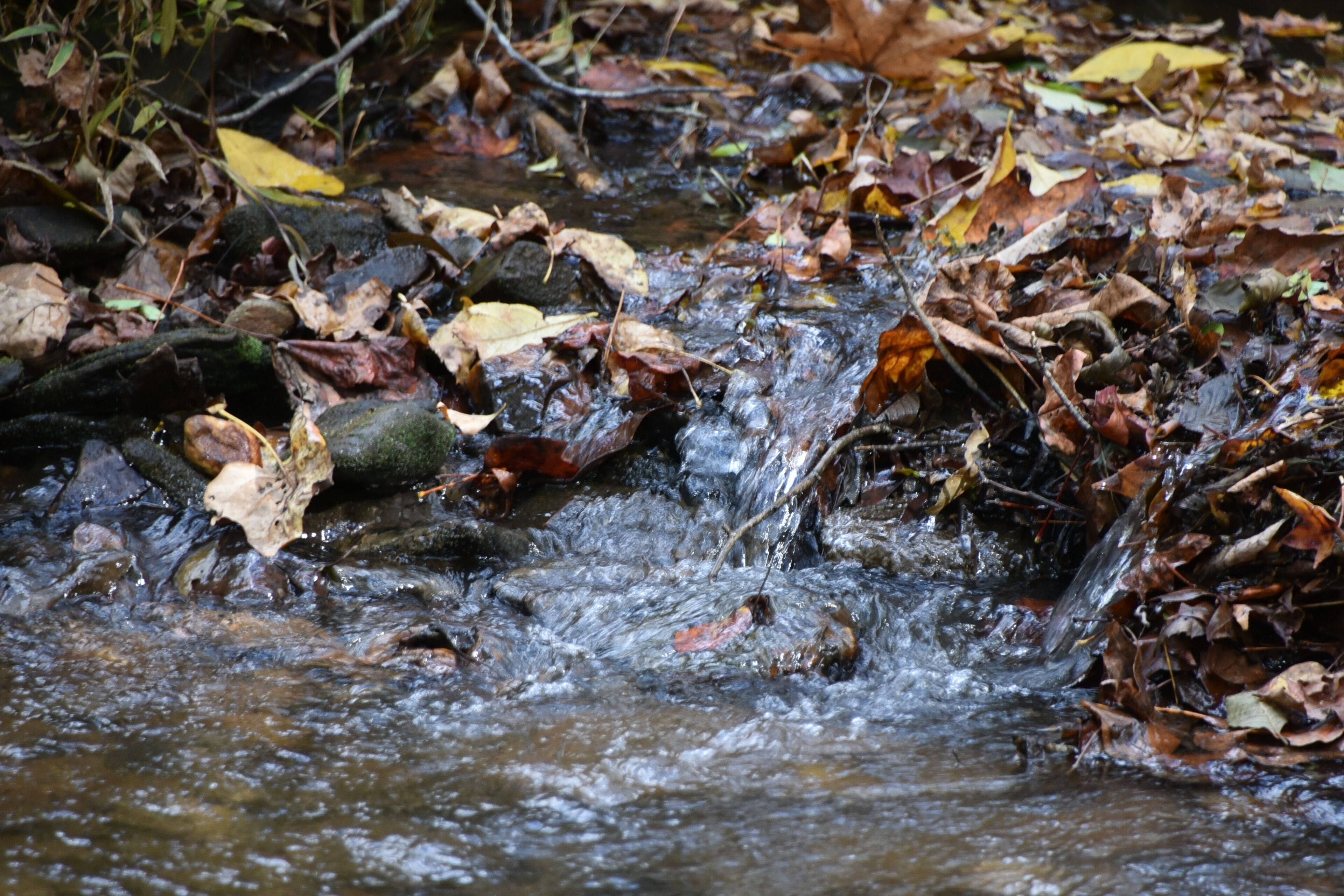 A stream flowing over rocks with dry leaves around.