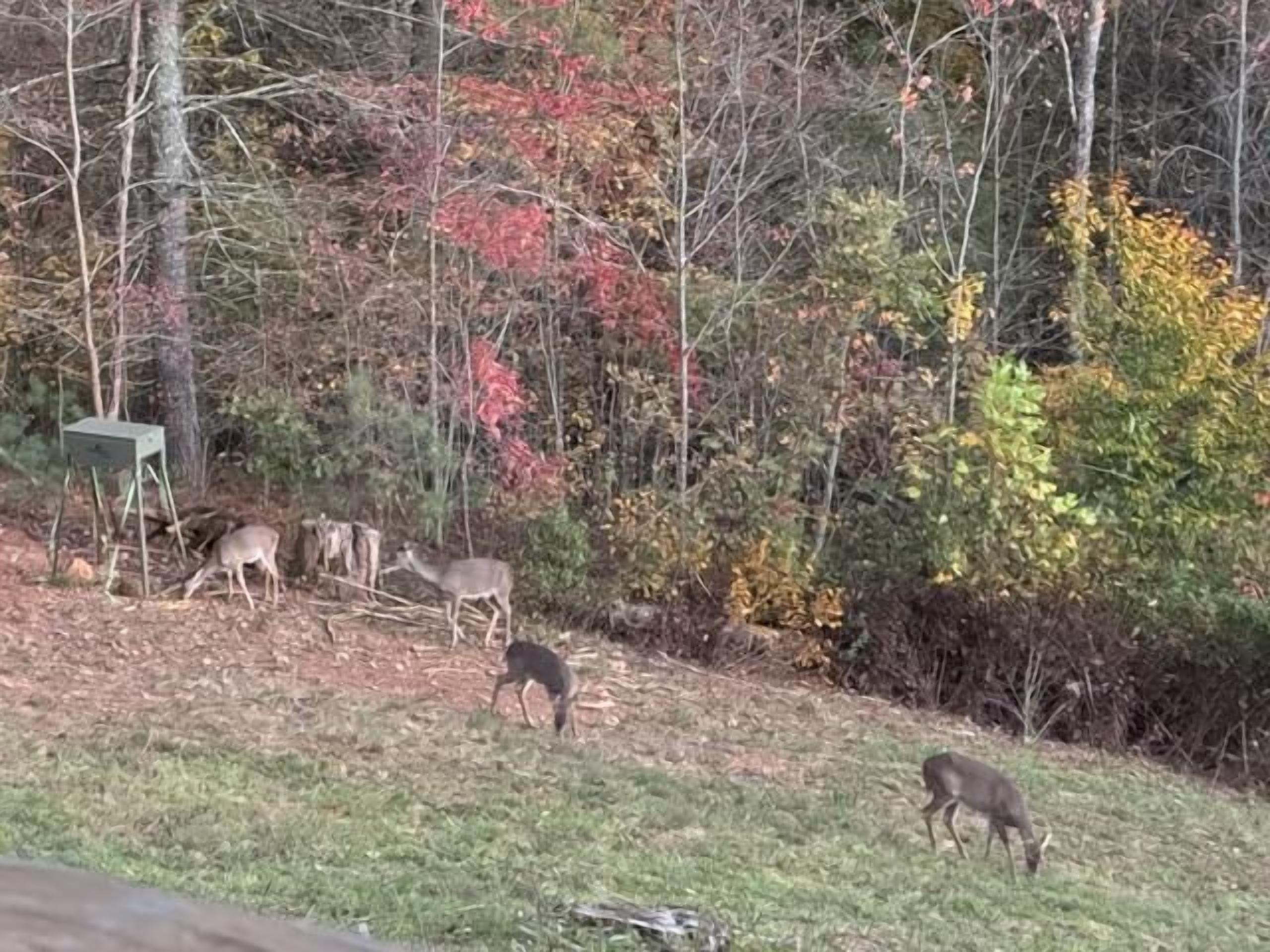 A natural outdoor setting with deer grazing, surrounded by trees and foliage.