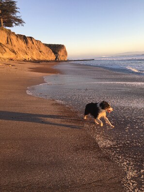 Une plage où l’on voit un chien se promener sur le sable.