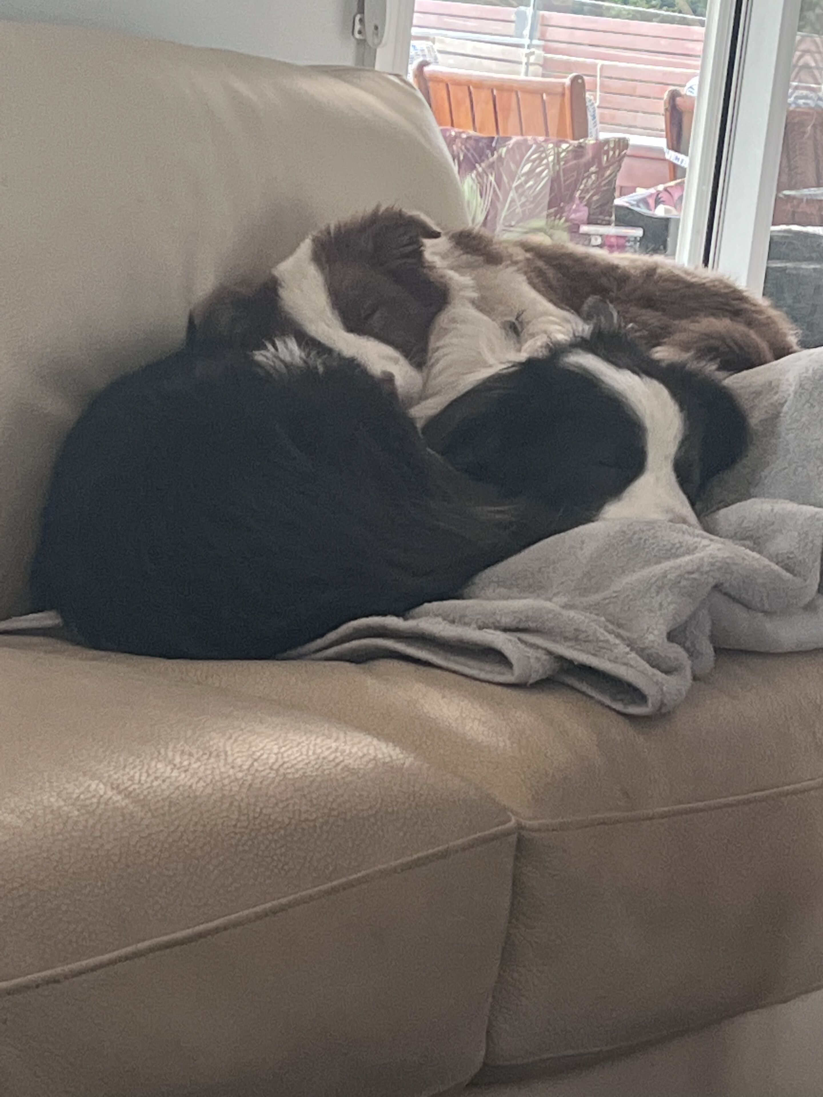 Pet friendly country retreat