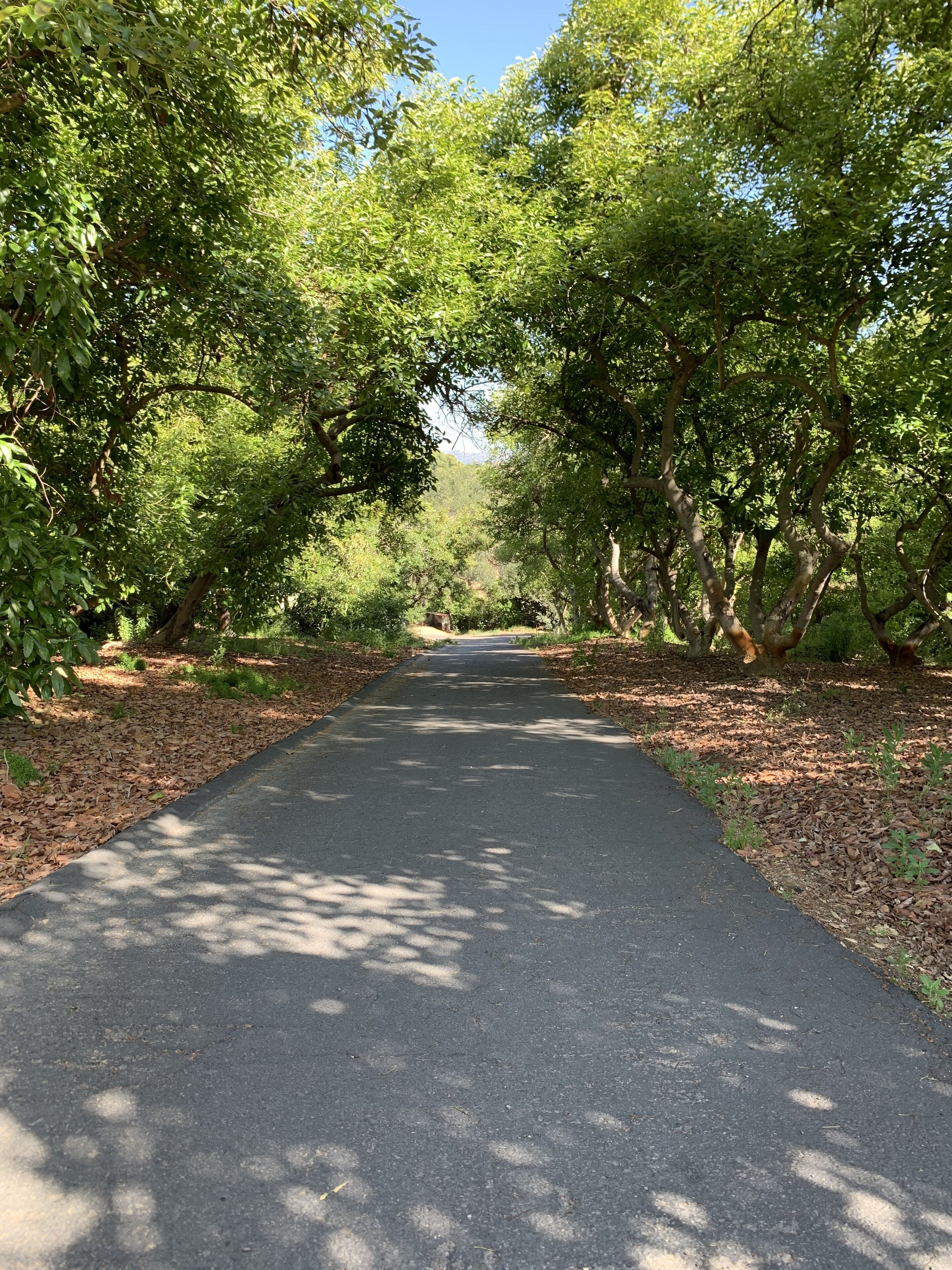 Delightful newly renovated 2 bedroom nestled within an avocado grove.