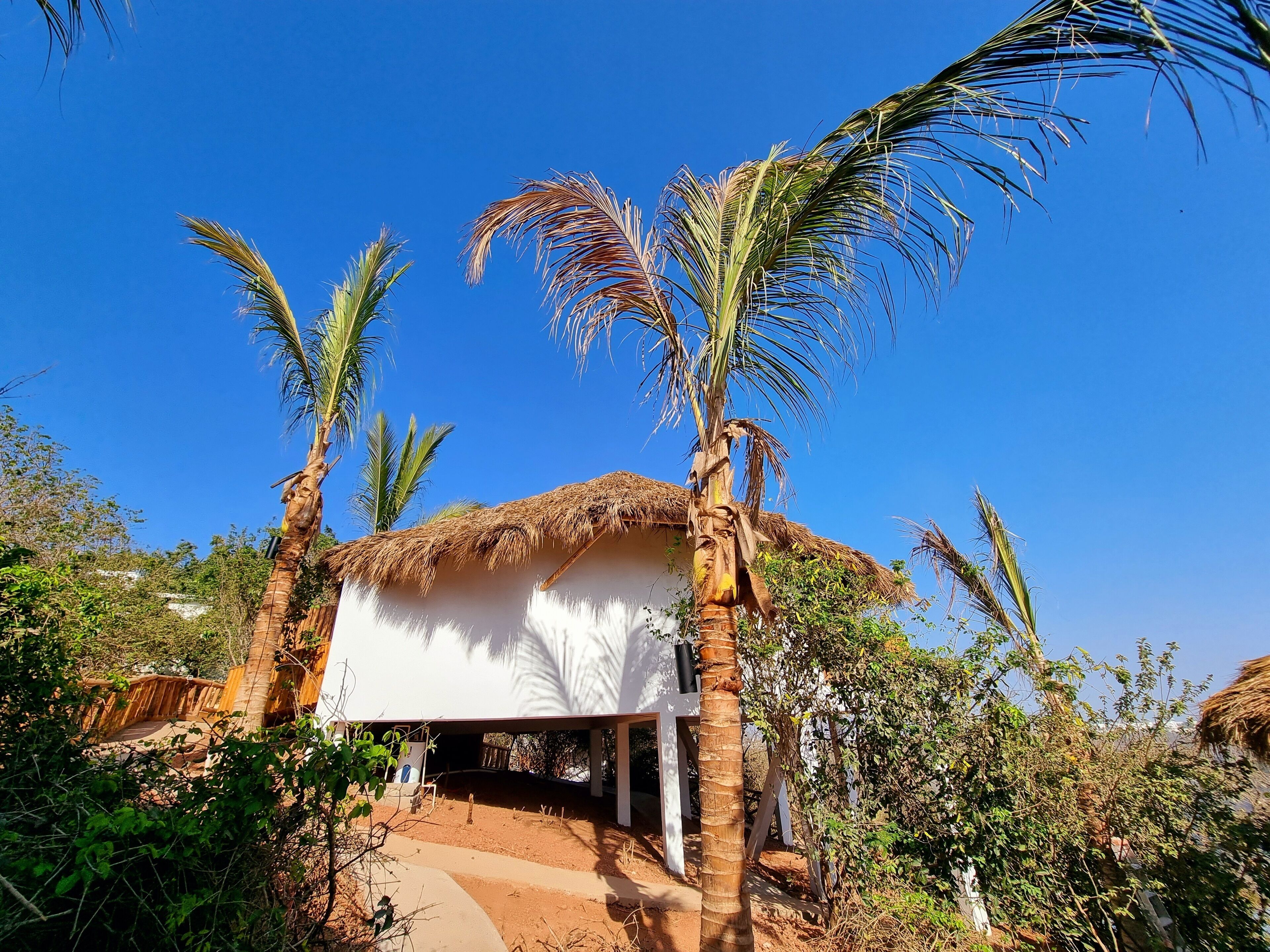 A thatched-roof structure with a white wall, surrounded by palm trees and greenery.