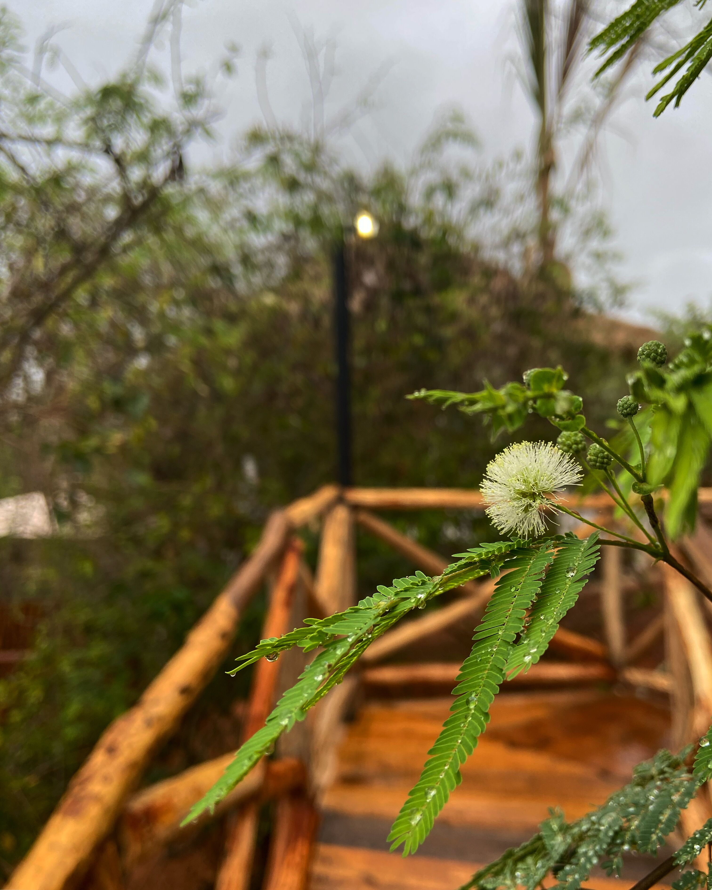 Un pont en bois avec une plante verte au premier plan.