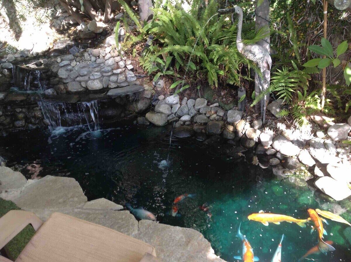 A koi pond with clear water, surrounded by rocks and ferns, and a small waterfall.