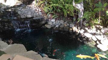 A koi pond with clear water, surrounded by rocks and ferns, and a small waterfall.