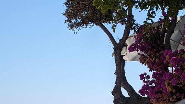 A coastal view with a boat on the water, a tree with purple flowers, and a building with a decorative window. -  Beautiful charming flat, beautiful terrace facing the sea. Exceptional location (Albufeira)