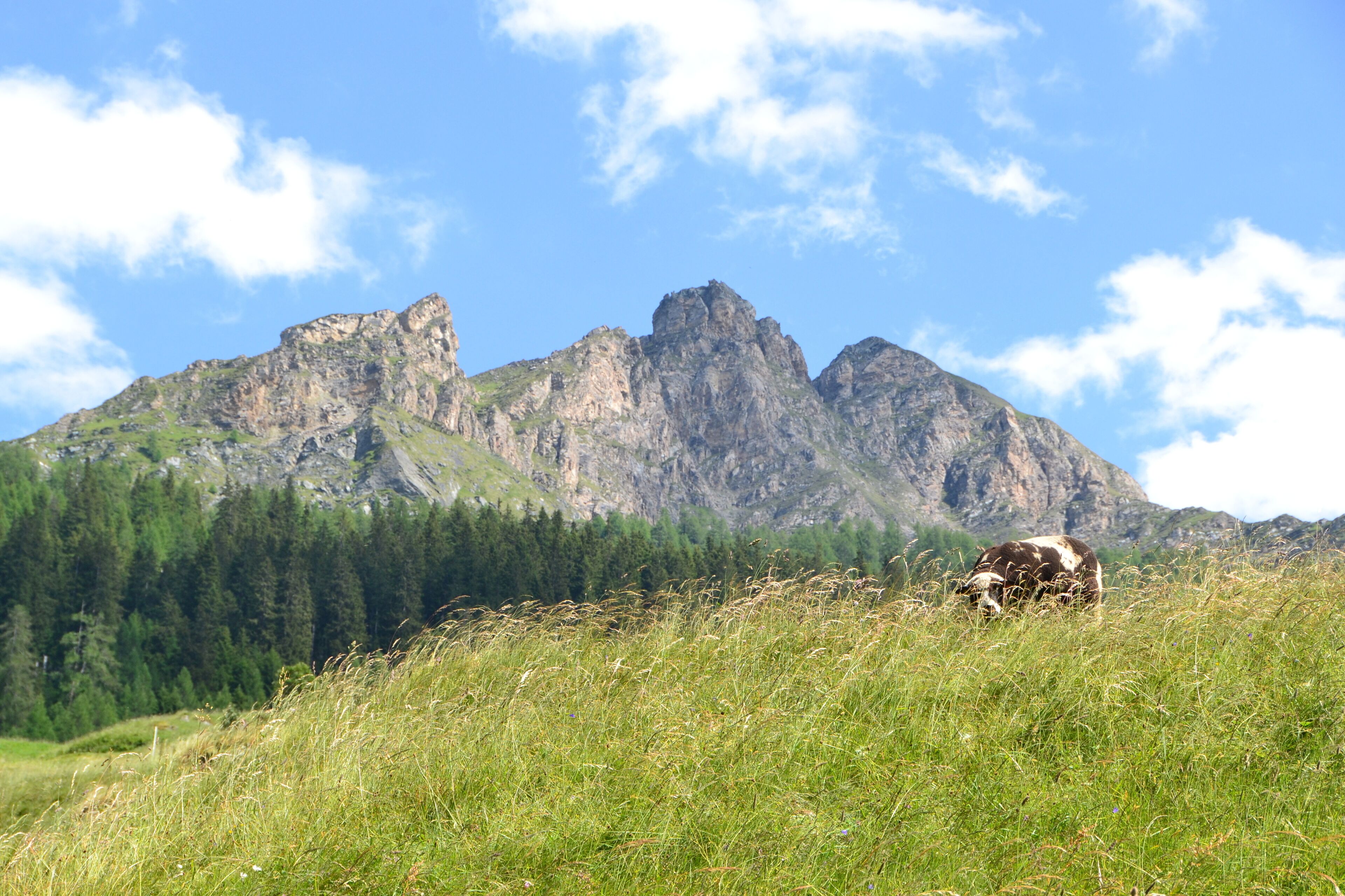 Un paysage de montagne avec une vache qui broute dans un champ d’herbe.