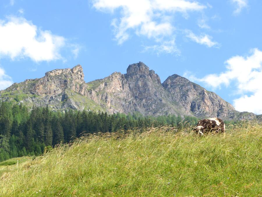Un paysage de montagne avec une vache qui broute dans un champ d’herbe.