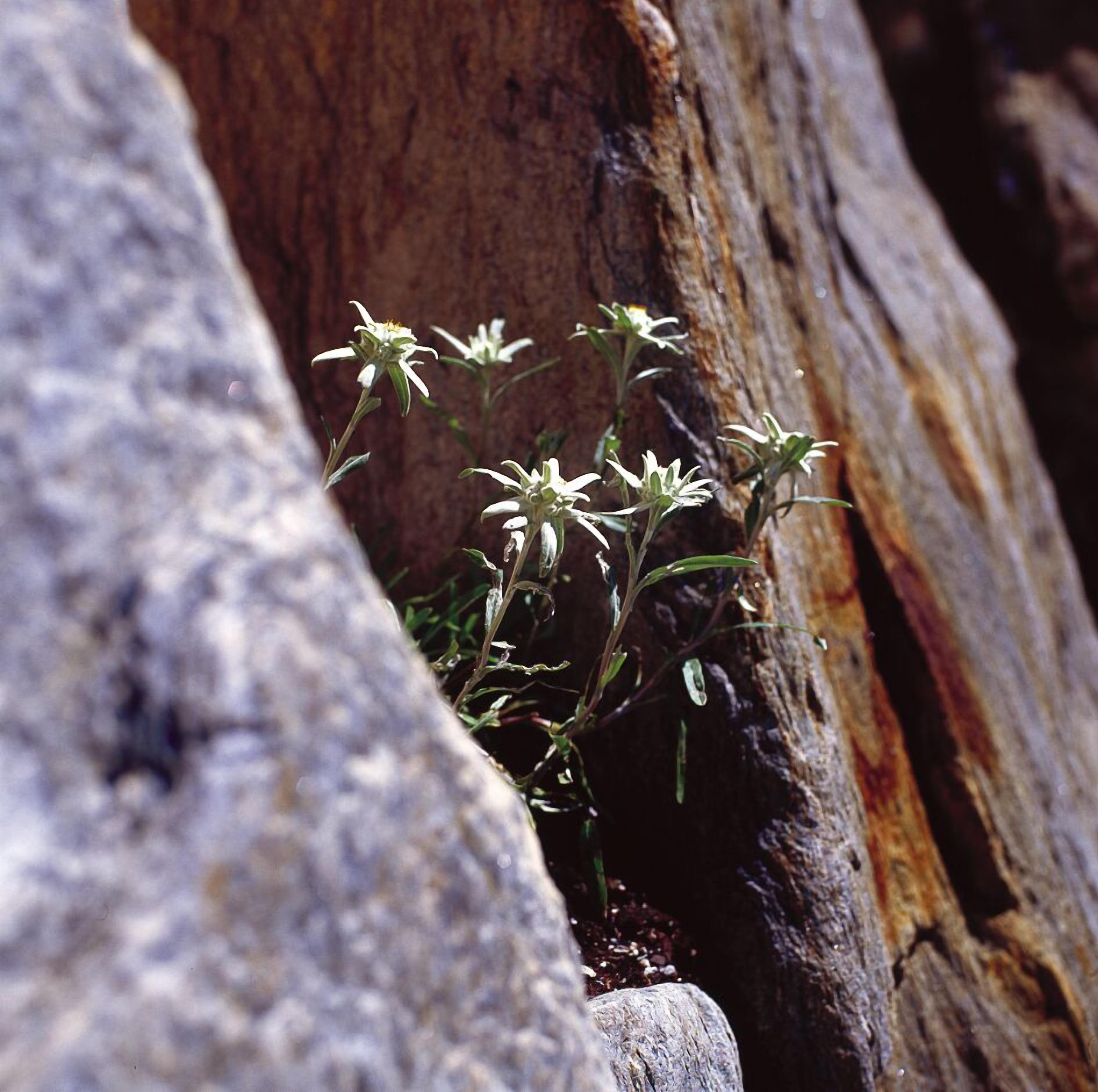 Une plante qui pousse dans une fissure d’une grande formation rocheuse.