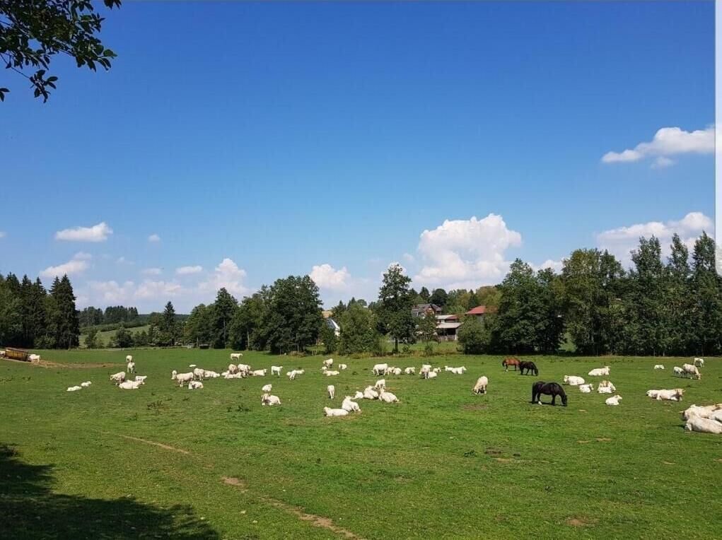 A wide-open grassy field with scattered sheep and a horse, surrounded by trees and a distant building.