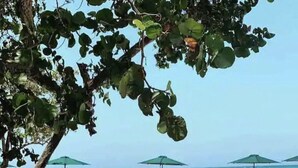 An outdoor seating area with tables and chairs, umbrellas, and a view of the beach and ocean.