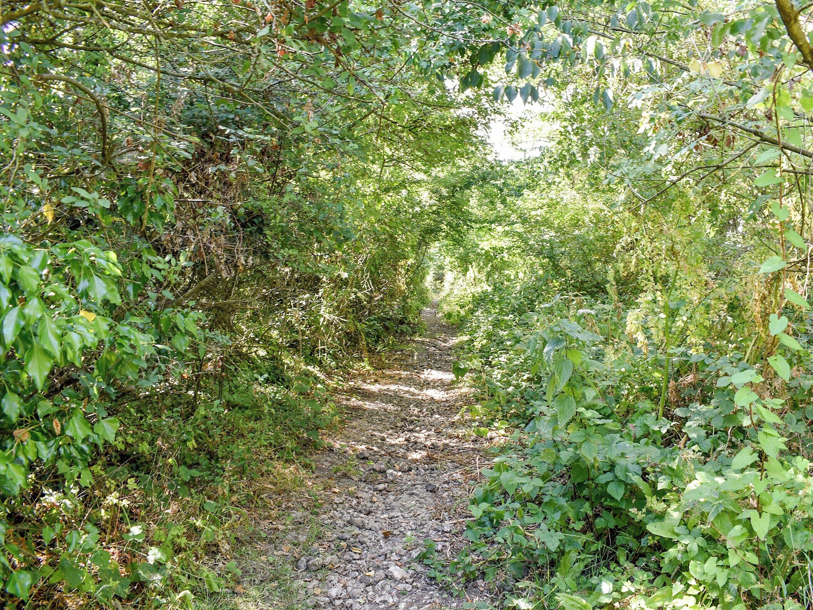 Un sendero estrecho y pedregoso rodeado de frondosa vegetación verde.
