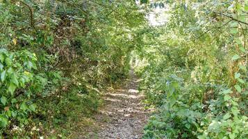 Un sendero estrecho y pedregoso rodeado de frondosa vegetación verde.
