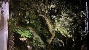 Vista nocturna de un jardín ajardinado con árboles grandes y diversas plantas.