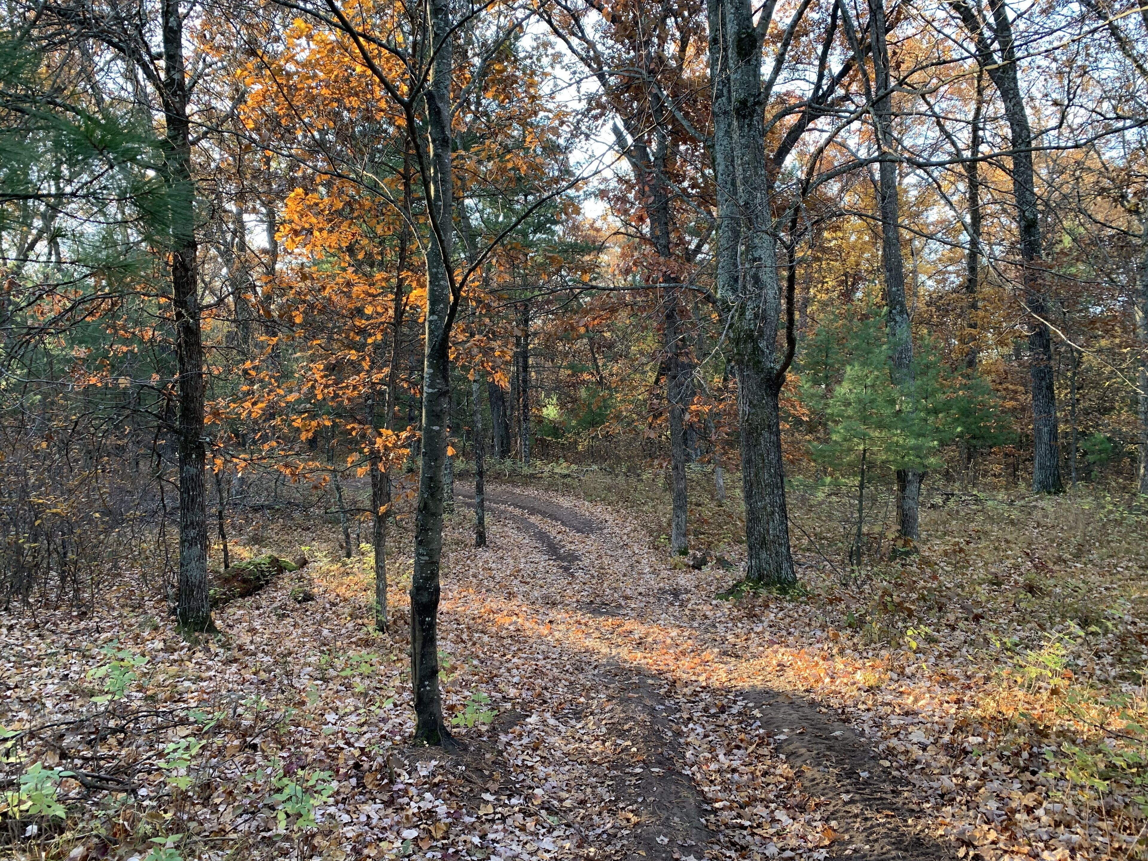 A forest path with trees and fallen leaves.