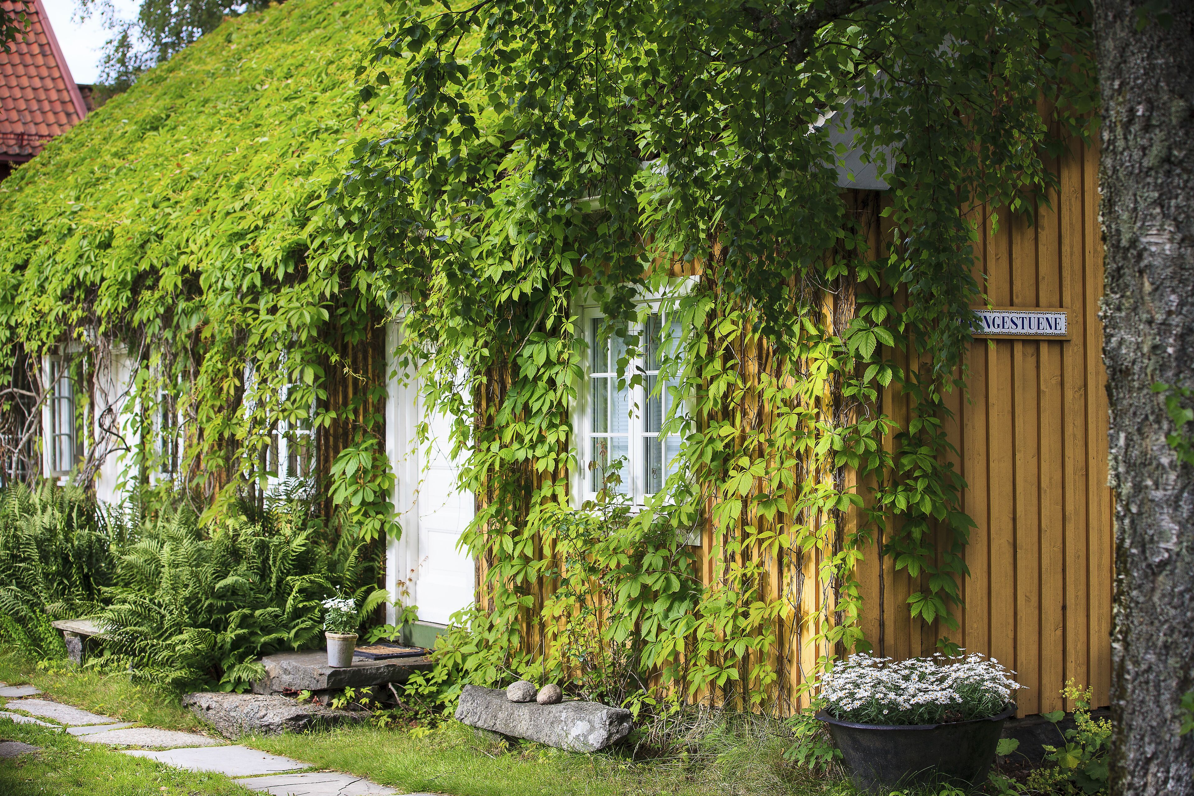 A wooden house with a sign reading "INGESTUENE" and lush greenery covering the walls.