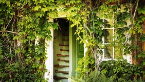 A green door surrounded by dense foliage and ferns. - Engø Gård (Færder)
