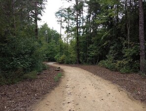 A forested dirt path with dense trees on both sides.